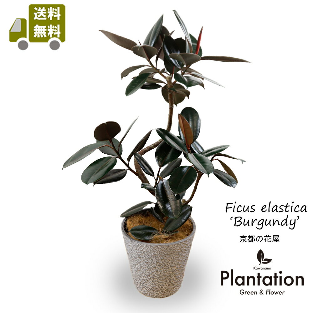 楽天市場】フィカス バーガンディ(観葉植物|花・観葉植物 楽天市場】フィカス バーガンディ(観葉植物|花・観葉植物