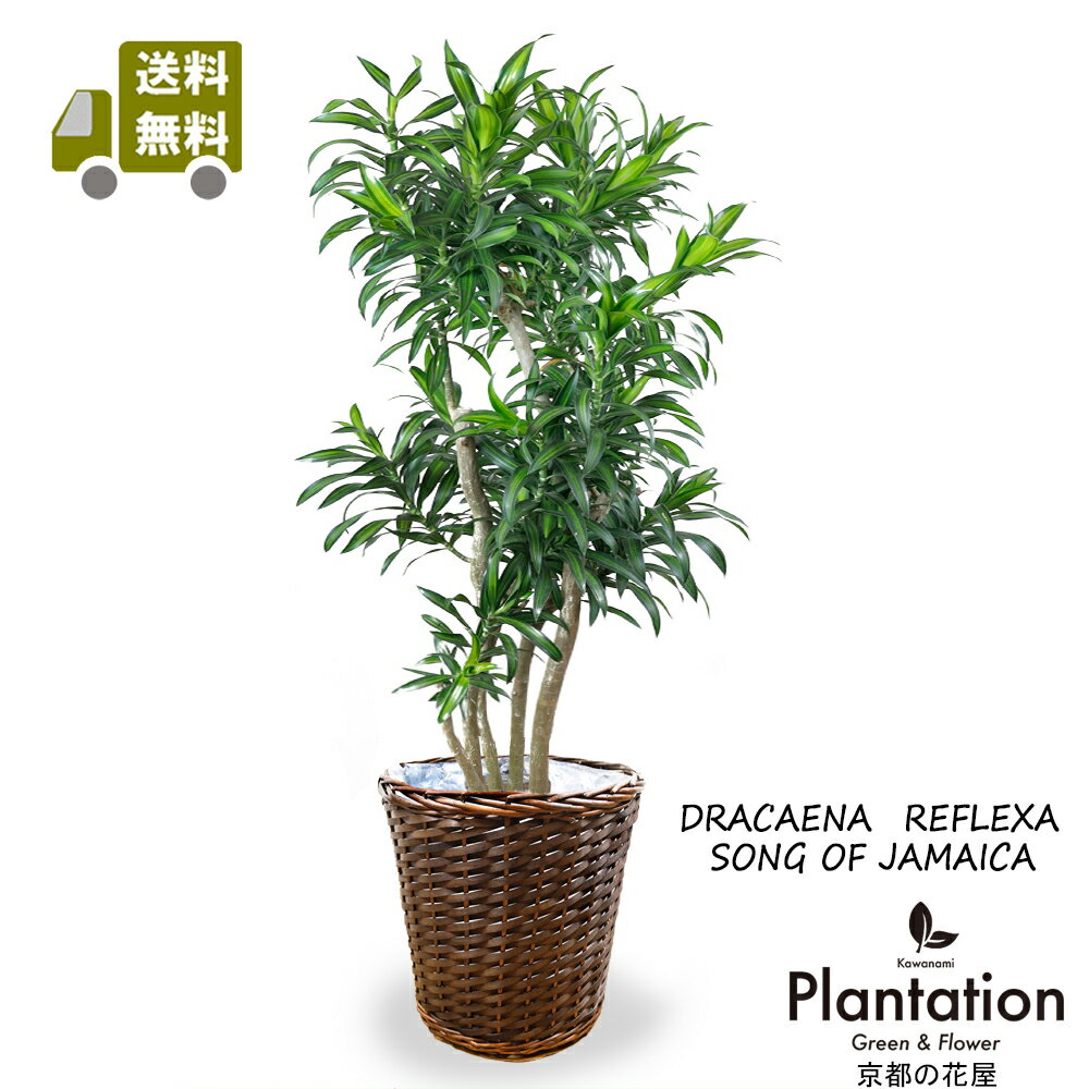 楽天市場】ソングオブジャマイカ(観葉植物|花・観葉植物):花 楽天市場】ソングオブジャマイカ(観葉植物|花・観葉植物):花