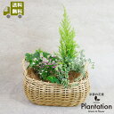【送料無料】季節のお花とグリーンの寄せ植えセット 【メッセージカード無料】