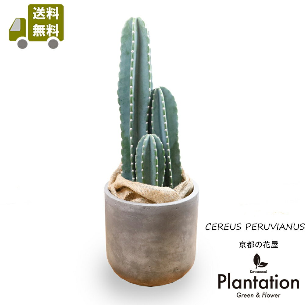 【送料無料】 柱サボテン 8号 　ファイバークレー 製鉢カバー付き 観葉植物 大型 大人気 モダン インテリア 陶器鉢カバーセット 3本立ち シンボルツリー ギフト　開店祝い 引越し祝い【京都の花屋 カワナミプランテーション】