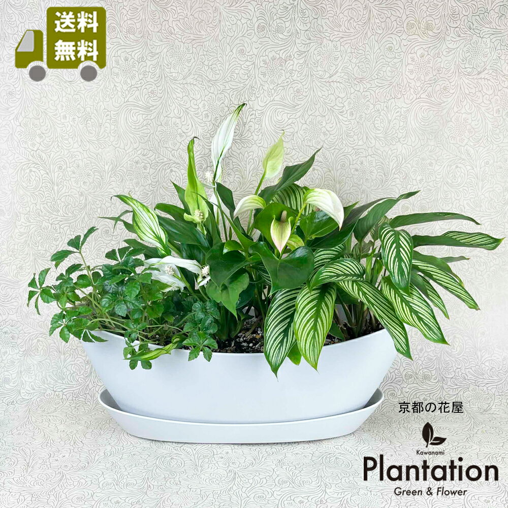 【送料無料】グリーンの葉船・ホワイト受け皿付き 季節の観葉植物の寄せ植え【立て札＆メッセージカード、 ...