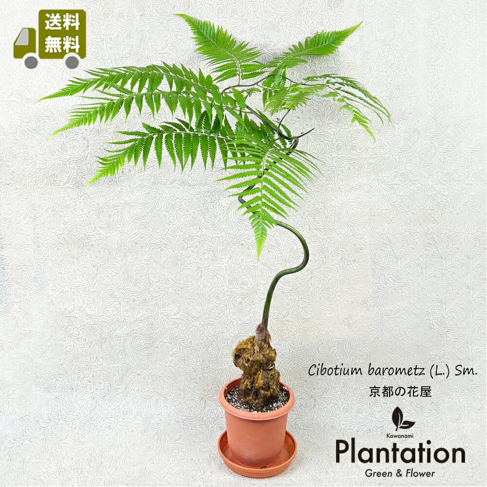 シダ植物　キンモウコウ(金毛狗）4号【別名：タカワラビ、ゴールデンモンキーともいわれています】