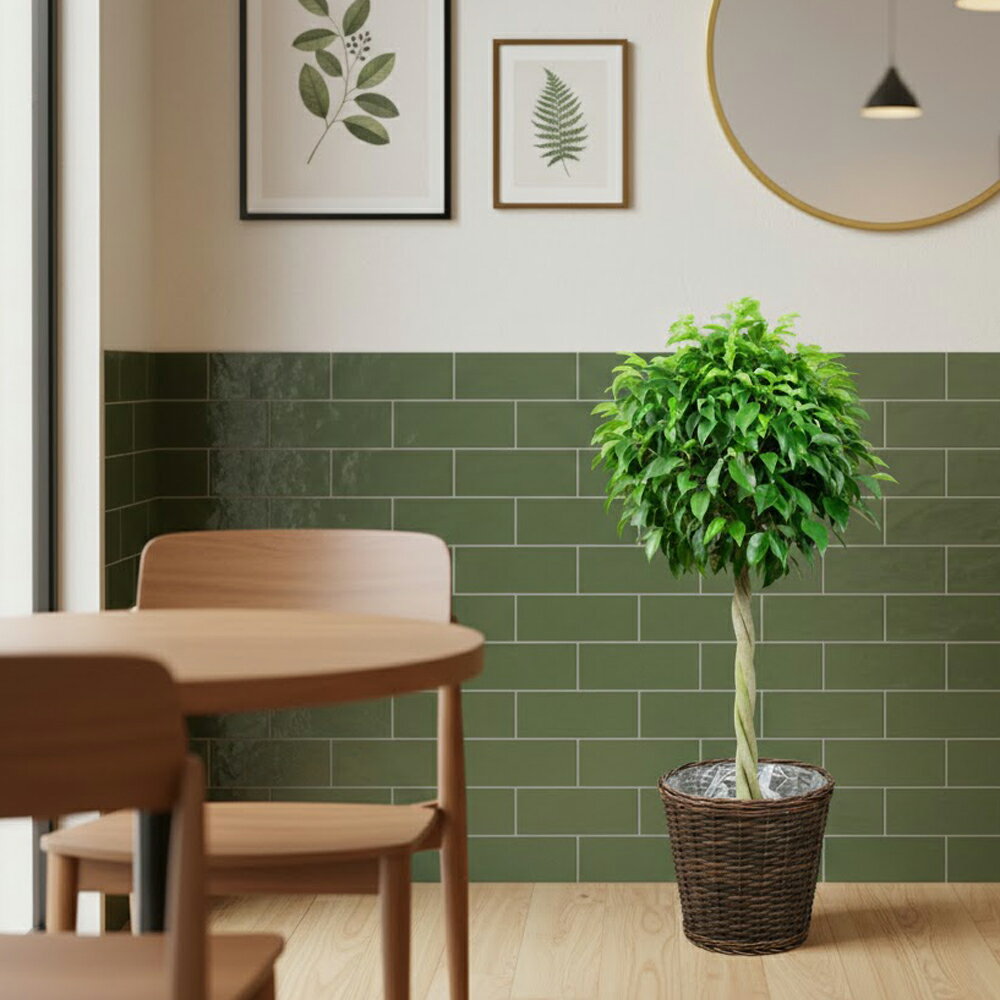 観葉植物 ベンジャミン・スタンダード8号【送料無料！】【立て札＆メッセージカード無料】10P03Dec16