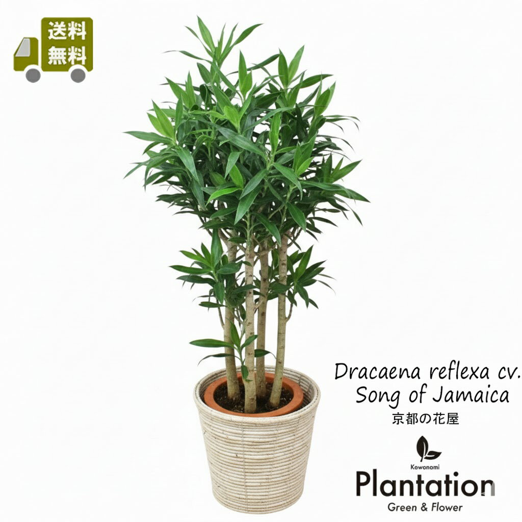 楽天市場】ソングオブジャマイカ（観葉植物｜花・観葉植物）：花