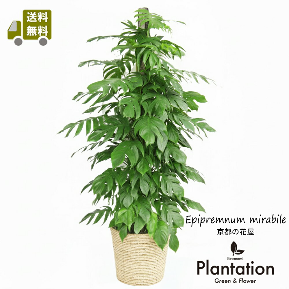 楽天市場】ふらここ（観葉植物｜花・観葉植物）：花・ガーデン・DIYの通販