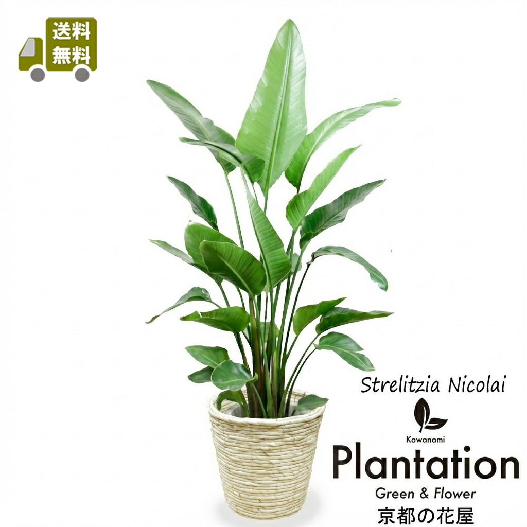 【送料無料】観葉植物 ストレリチア オーガスタ10号【立て札＆メッセージカード無料】別名：【感謝の木】