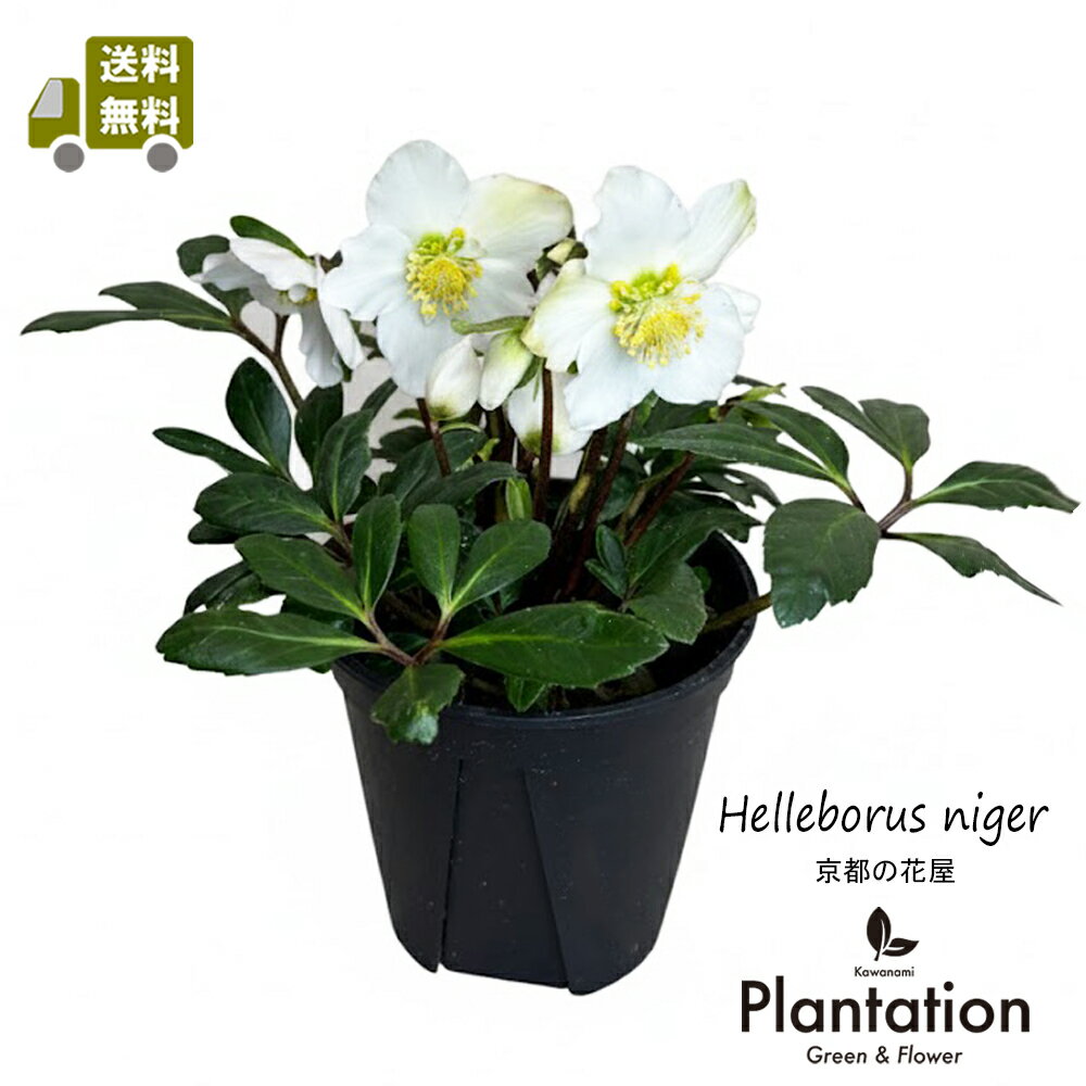 楽天市場】クリスマスローズ 鉢植え 5号鉢の通販
