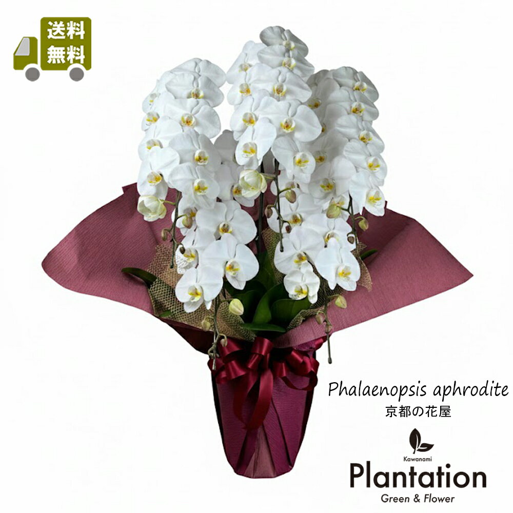 送料無料、ラッピング、立て札、メッセーカードも無料です。 （北海道、沖縄県及び一部の離島にはお届けが出来ません。11月下旬～4月上旬まで東北、北陸、甲信越地方ならびに最低気温が常時氷点下になる地域へもお届けが出来ません。） ※ご注文の翌日か...