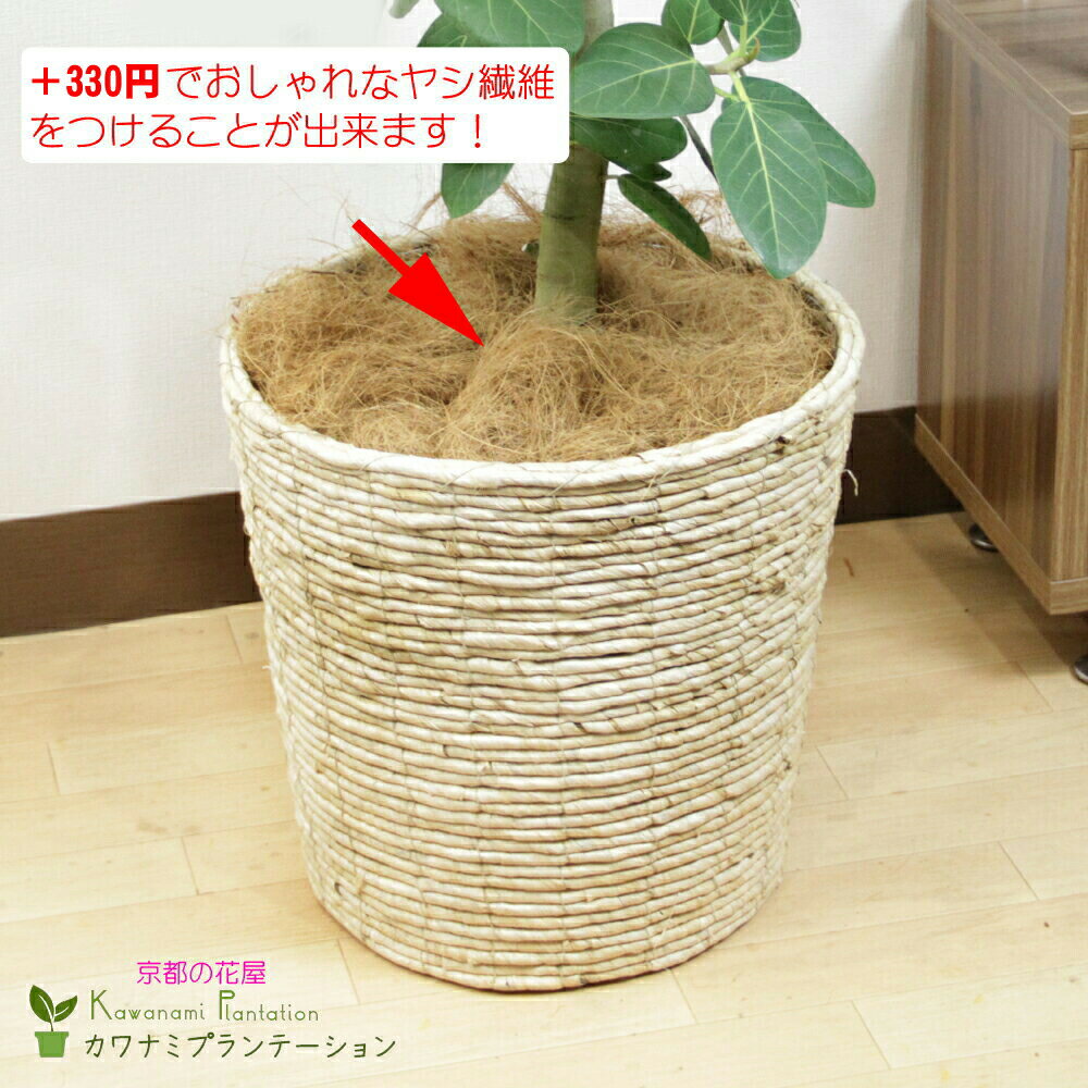 ヤシ繊維7号鉢用
