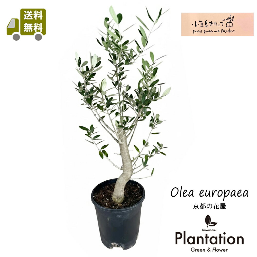 現品！ 小豆島オリーブ No.3【送料無料！】【立て札＆メッセージカード無料】