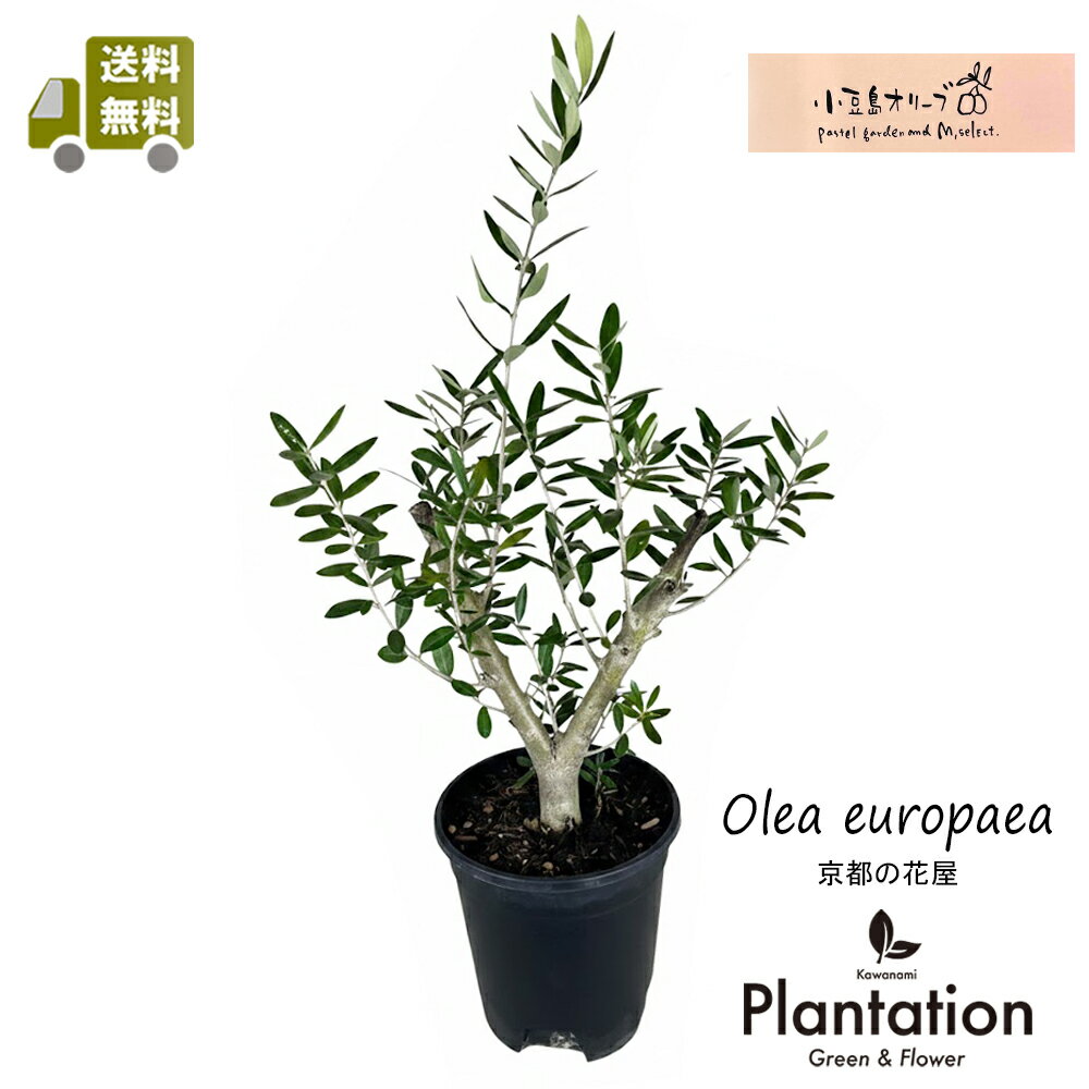 乐天商城 - 現品！　小豆島オリーブ　　No.5【送料無料！】【立て札＆メッセージカード無料】