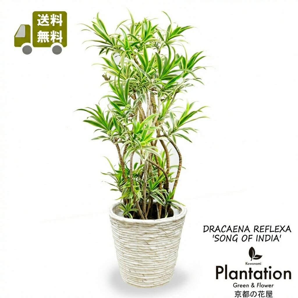 観葉植物ソングオブインディア8号