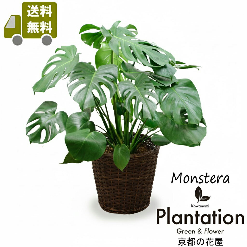 観葉植物モンステラ8号【送料無料】【鉢カバーセット価格】【立て札＆メッセージカード無料】10P03Dec16