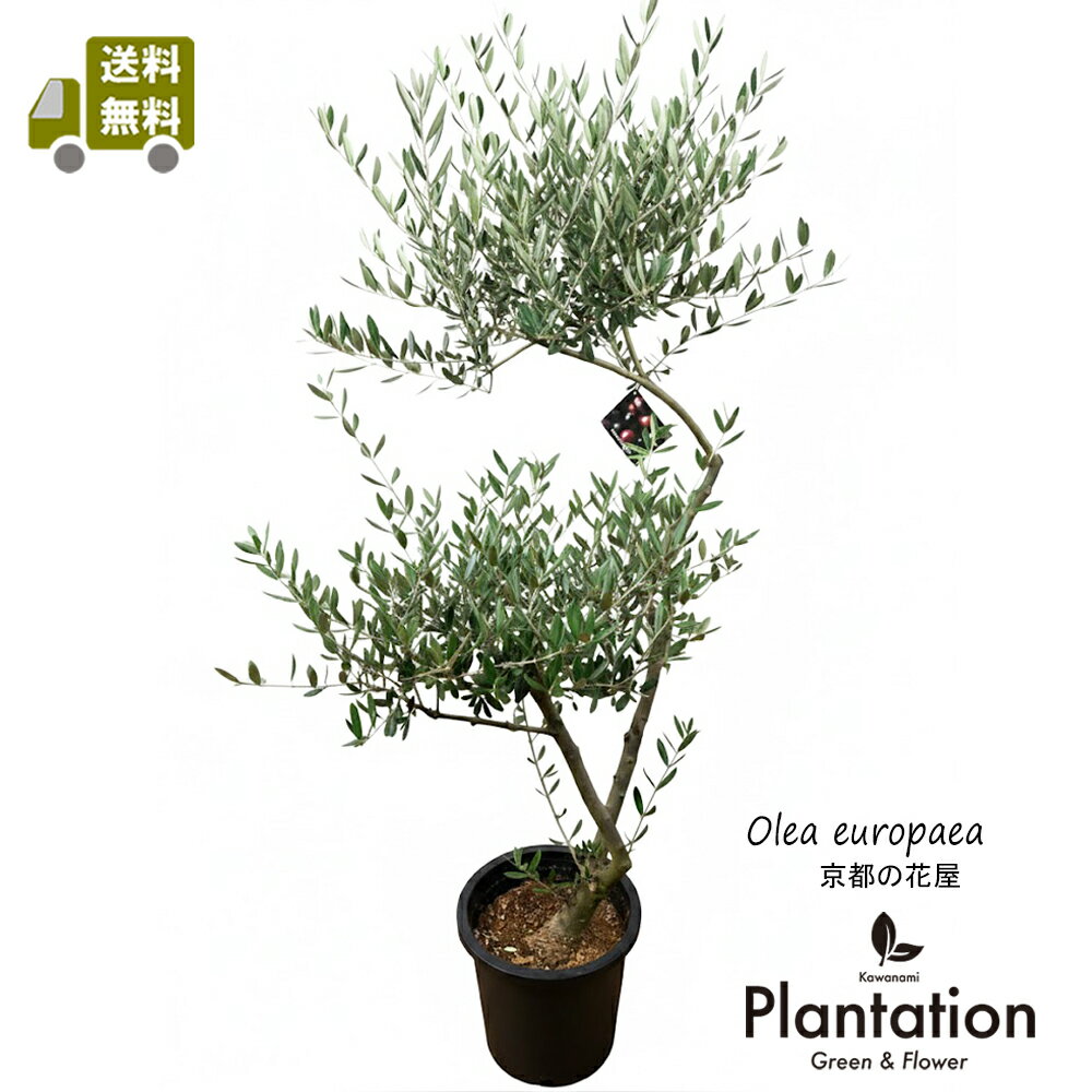 現品　創樹　オリーブ8号　マンザニロ　No.2【送料無料！】【立て札＆メッセージカード無料】