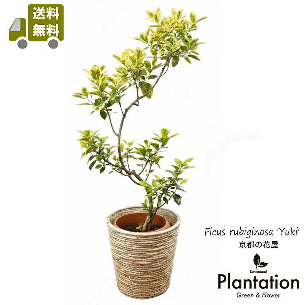 現品フランスゴムの木・ユキNo．6...