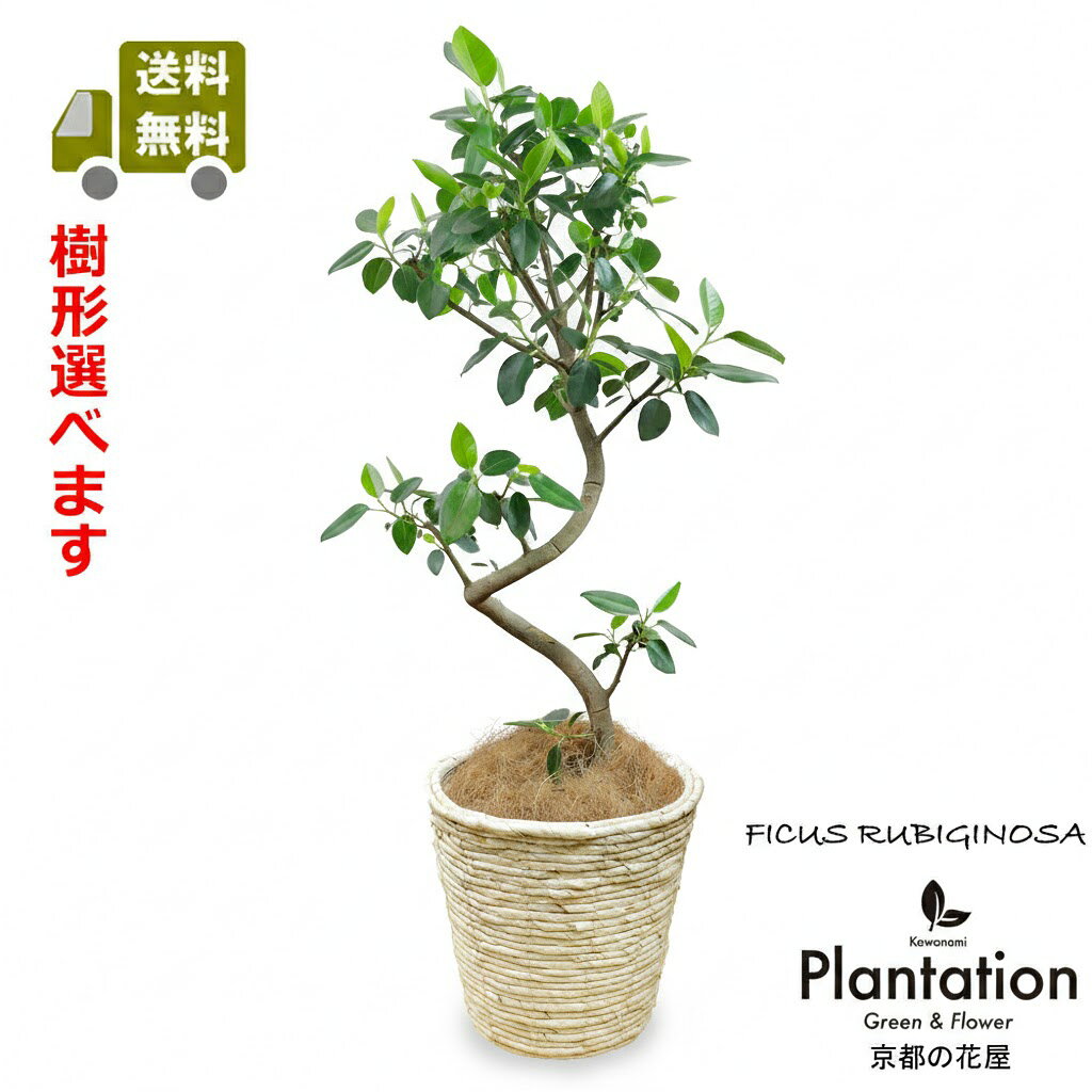 乐天商城 - 観葉植物 フランスゴムの木7号幹曲がり【送料無料】【立て札＆メッセージカード無料】【結婚祝】【新築祝】【誕生日祝】10P05Nov16