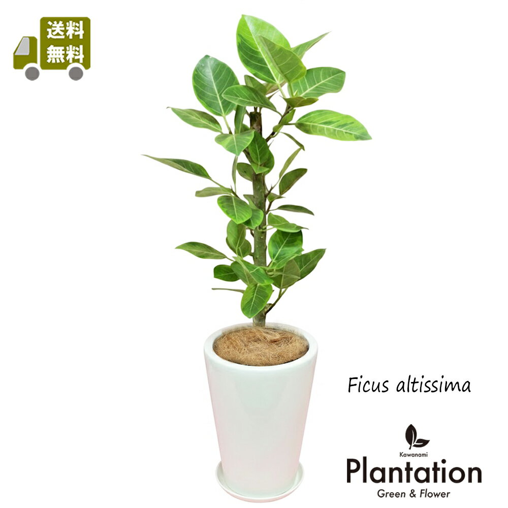 お部屋が明るくなります！アルテシマゴムの木　白陶器鉢仕立てゴムの中でも葉色がとても美しい観葉植物です立て札＆メッセージカード無料！10P03Sep16