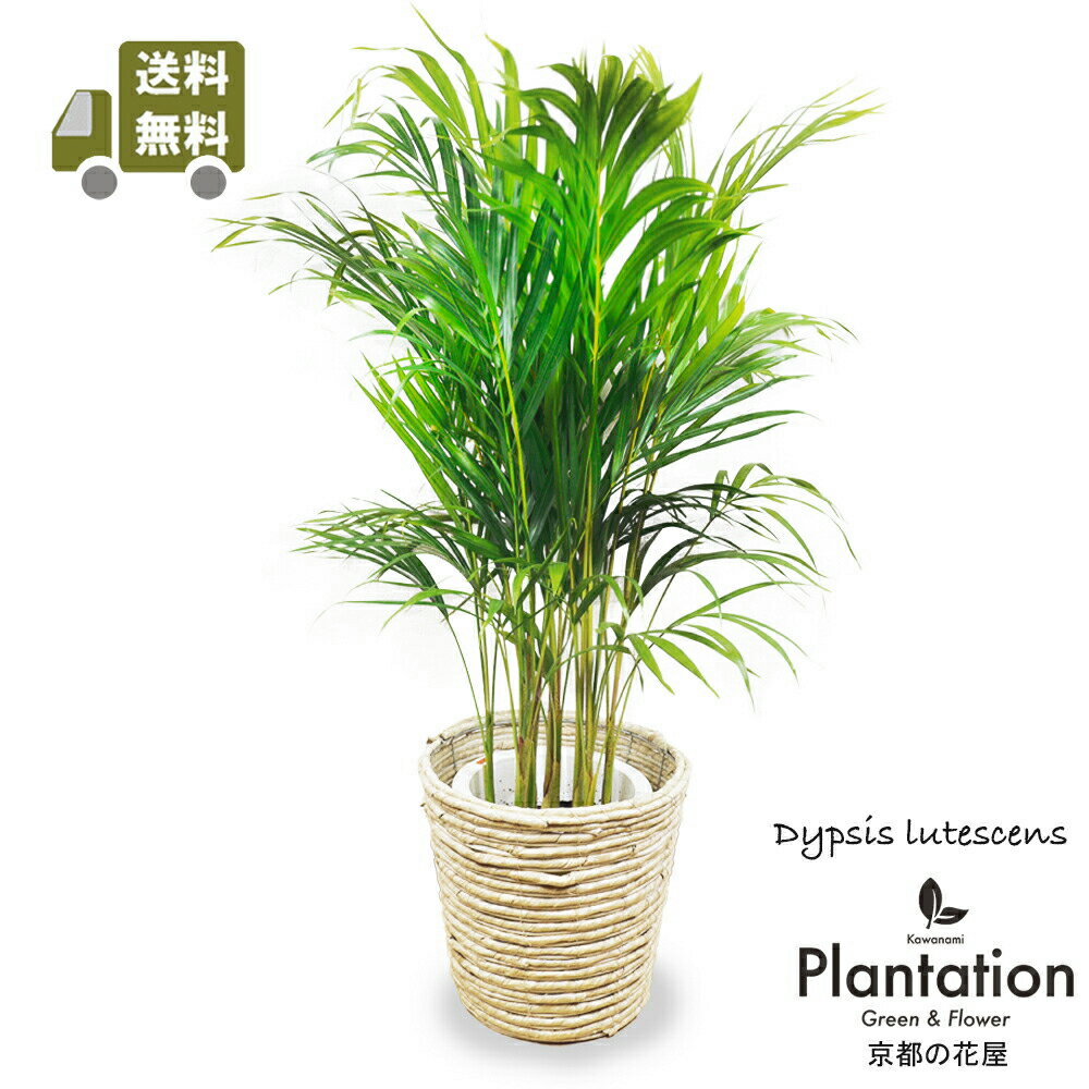 Areca Palms - 観葉植物アレカヤシ8号【送料無料】【トロピカル感満点】【大型】【立て札＆メッセージカード無料】