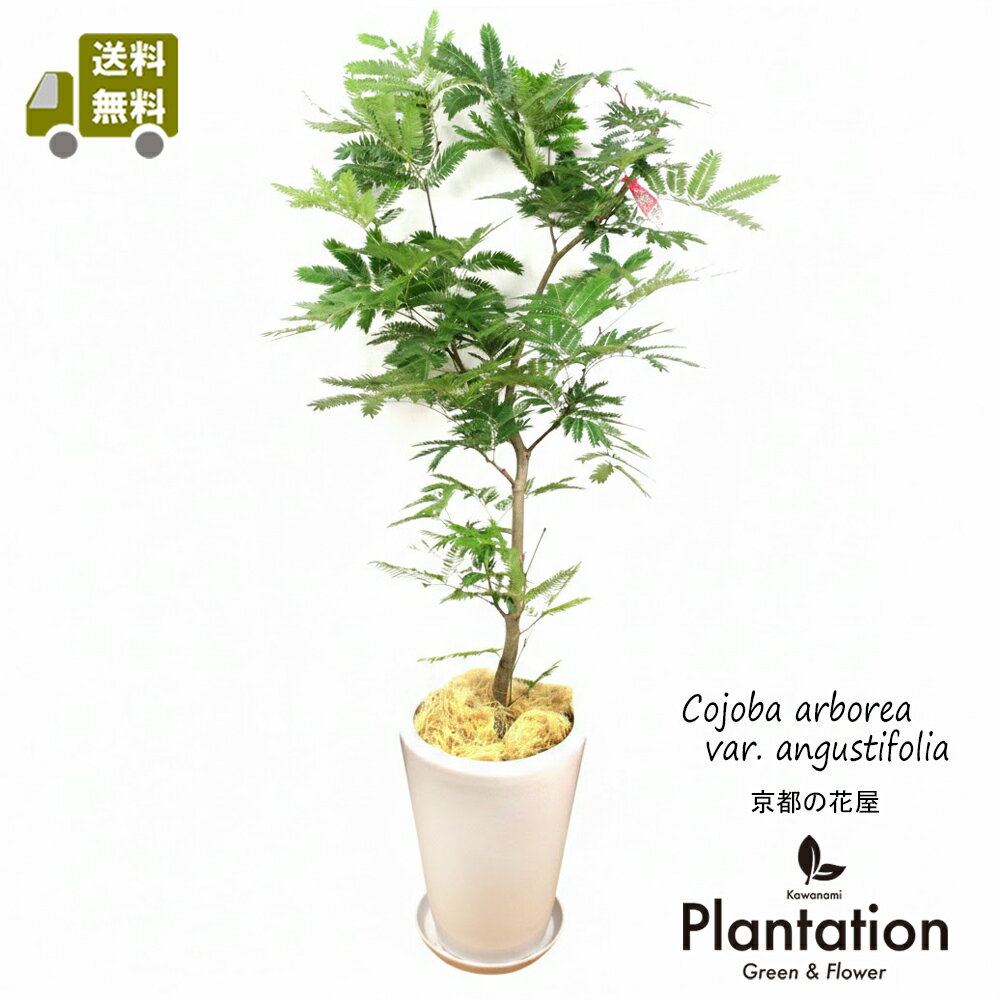 変化を楽しめる観葉植物　エバーフレッシュ白陶器鉢仕立てLサイズ【送料無料！】夜になると葉を閉じる観葉植物【新築御祝】【お誕生日御祝】に最適！