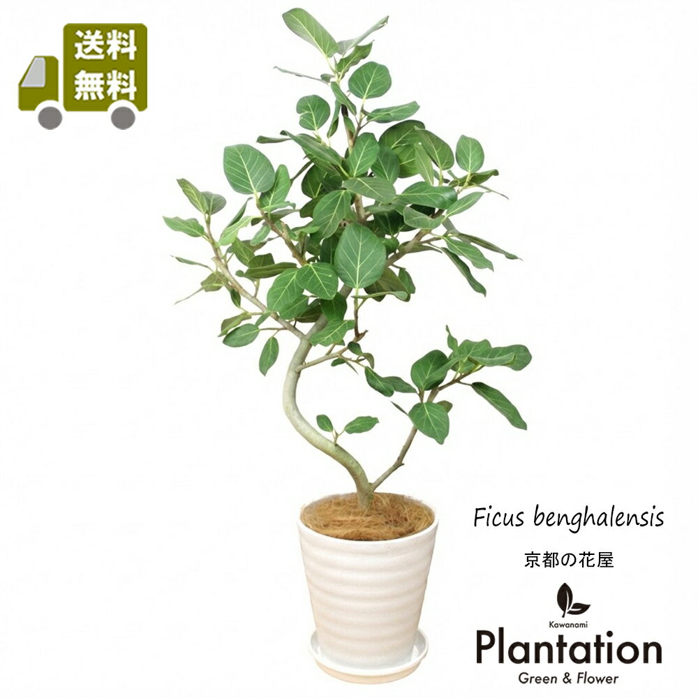 【花言葉は永久の幸せ！】観葉植物 フィカス ベンガレンシス幹曲り8号【送料無料】【人気のセラアート鉢】 インドでは聖なる木、長寿の木ともいわれる観葉植物立て札＆メッセージカード無料！10P03Dec16