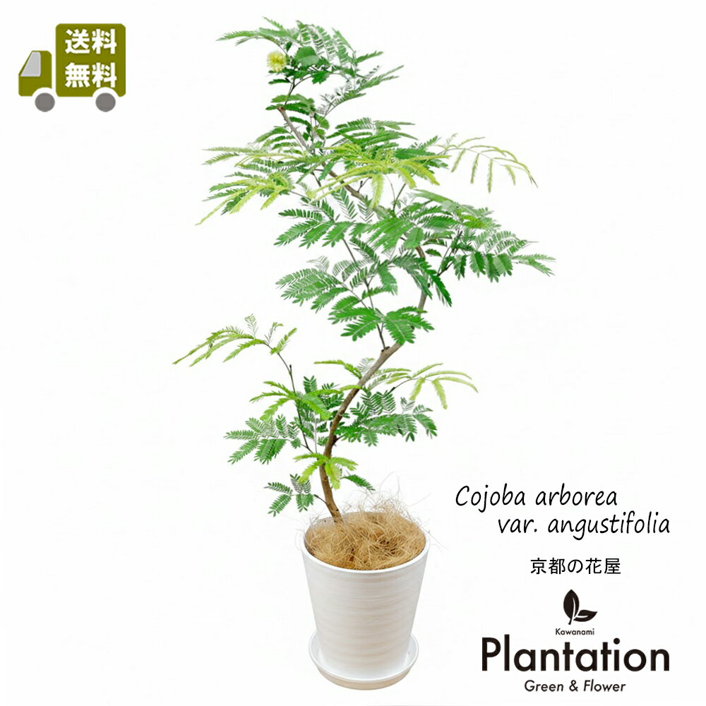 楽天市場】エバーフレッシュ（サイズ（植木鉢）7 ～ 9号）（観葉植物