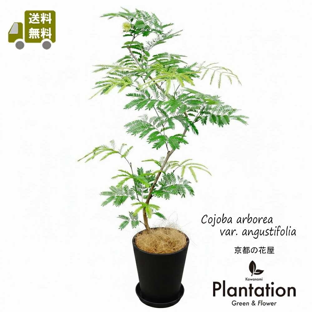 変化を楽しめる観葉植物エバーフレッ...