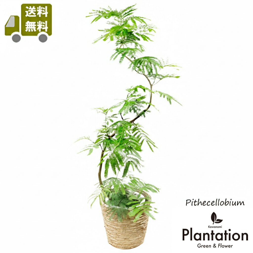 楽天市場】エバーフレッシュ 10号の通販