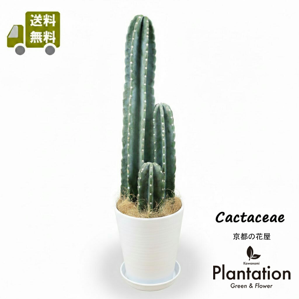 乐天商城 - 【送料無料】観葉植物 柱サボテン（ハシラサボテン） 8号 白セラアート鉢 育てやすい インテリア グリーン 初心者 室内 リビング 寝室 お祝い 誕生日 開店祝い 新築祝い 引越し祝い 自宅用 鉢カバー不要【京都の花屋 カワナミプランテーション】