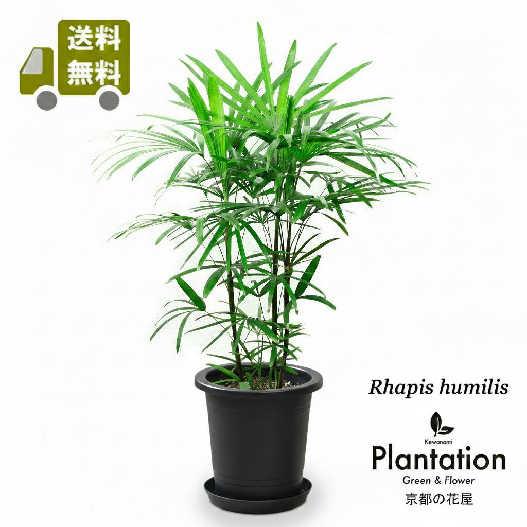 Shurochiku - 棕櫚竹（シュロチク）8号送料無料&受皿付き高級感漂う和モダンな観葉植物