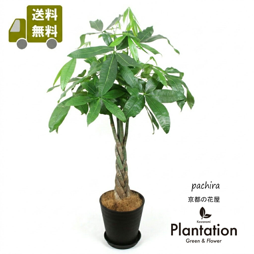 観葉植物 パキラ7号　人気の黒セラアート鉢【送料無料】【立て札＆メッセージカード無料】