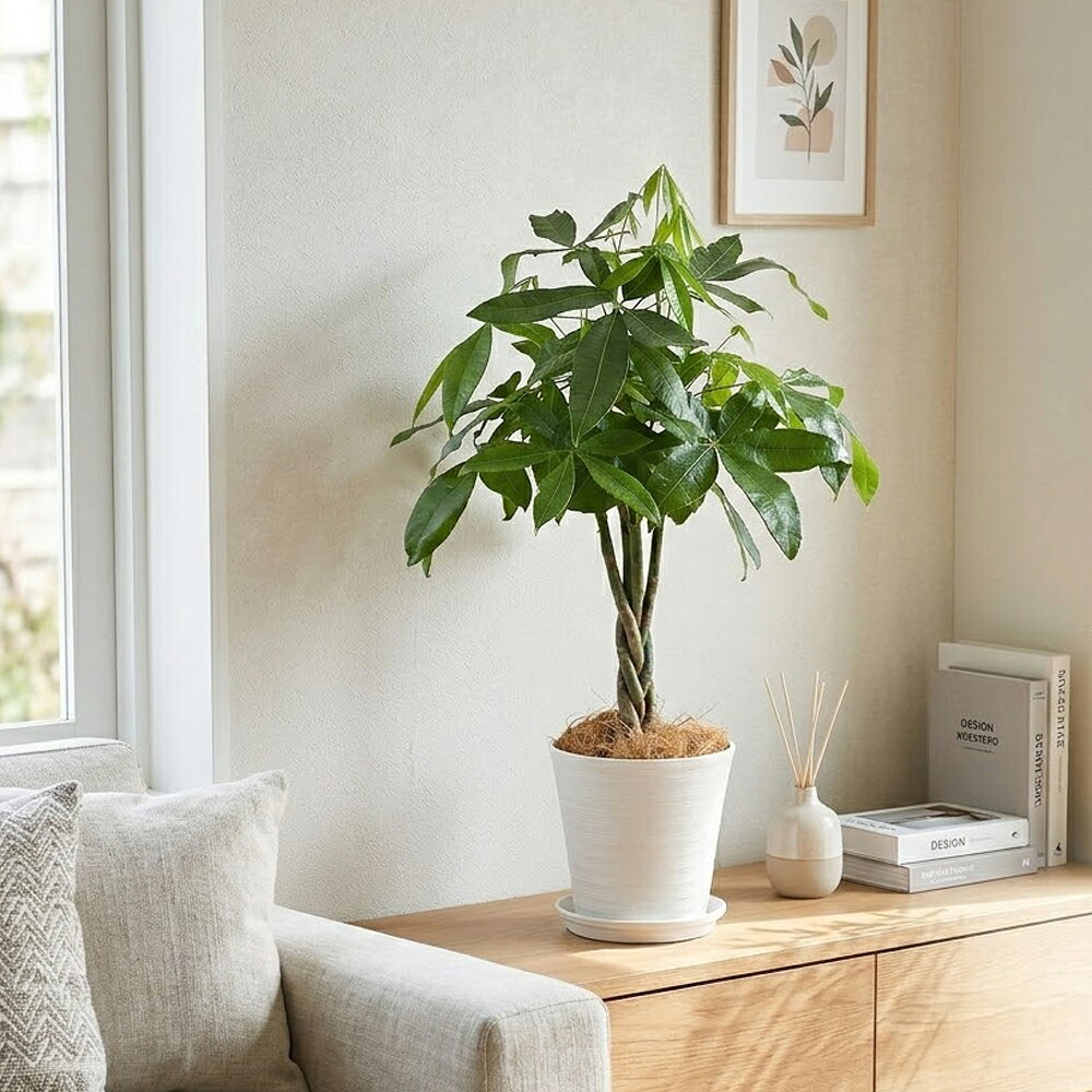 観葉植物 パキラ 8号 白セラアート鉢｜新居に緑を一本置く