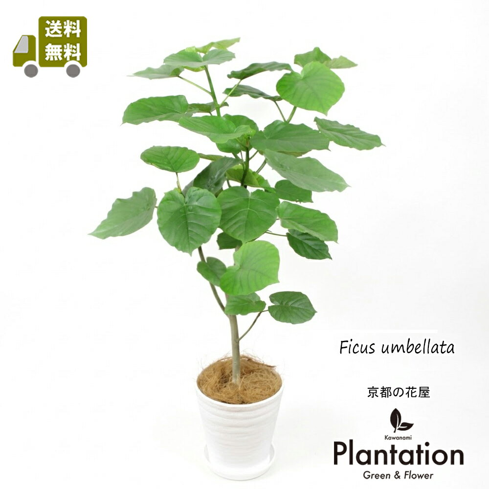 ウンベラータ 8号 白セラアート鉢 観葉植物【送料無料】 育てやすい ハートの葉 インテリア グリーン 北欧 部屋 室内 窓際 シンボルツリー 鉢植え 剪定済み 記念日 贈答【京都の花屋 カワナミプランテーション】