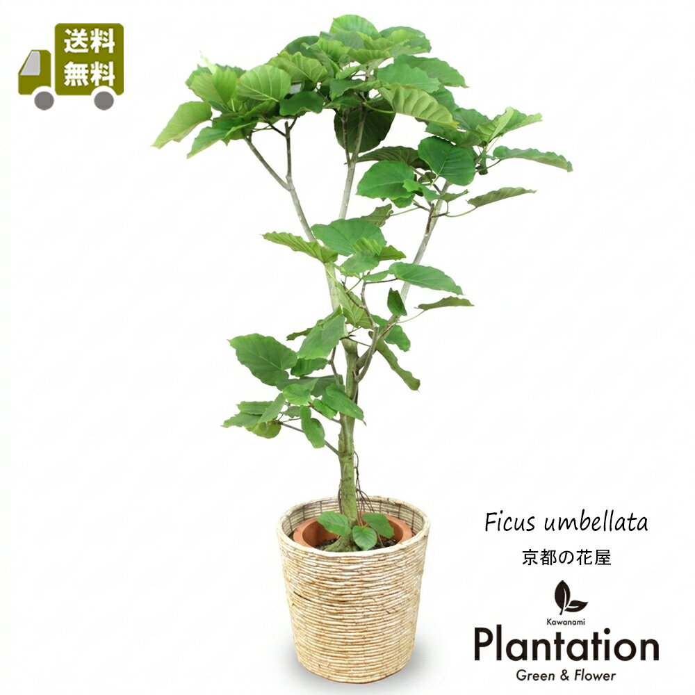 Rakuten - 【送料無料】 観葉植物 フィカス ウンベラータ 10号 選べる鉢カバー バスケット おしゃれ 室内 大型 中型 インテリア グリーン ギフト プレゼント 新築祝い 開店祝い 引越し祝い 育てやすい 北欧 ナチュラル 風水 京都の花屋 カワナミプランテーション