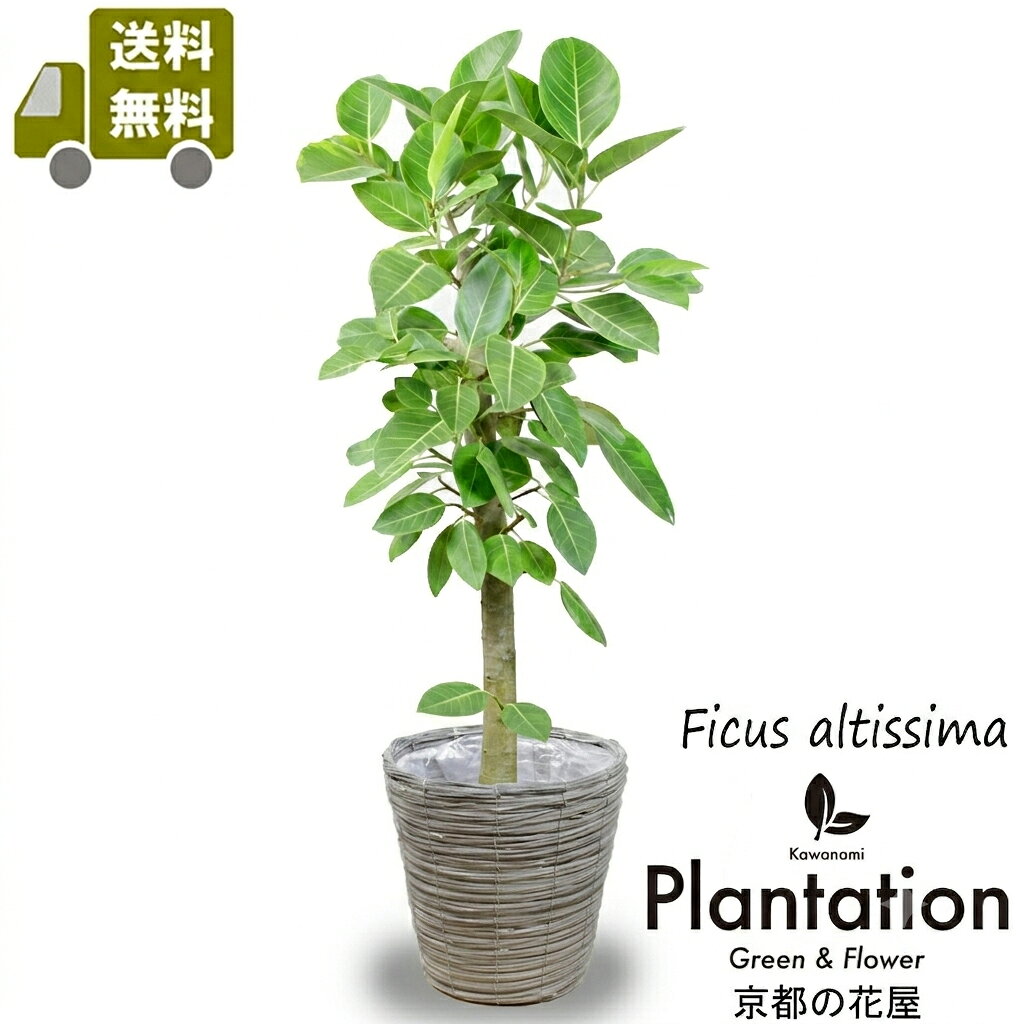 【送料無料】 観葉植物 フィカス アルテシマ 8号 鉢カバー購入可 アルテシーマ ゴムの木 大型 おしゃれ インテリア ギフト プレゼント 新築祝い 開店祝い 移転祝い お祝い 父の日 京都の花屋カワナミプランテーション