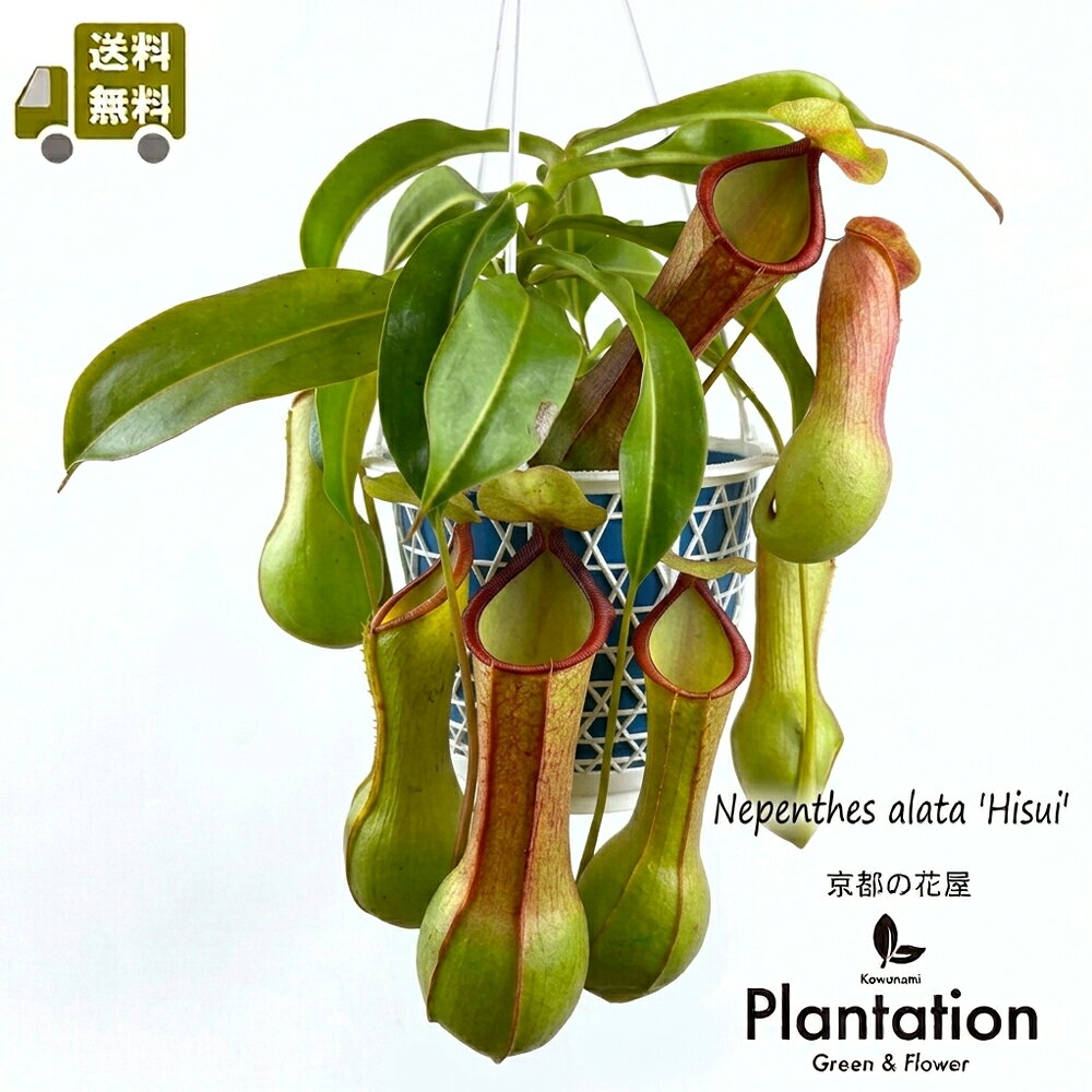 食虫植物ウツボカズラネペンテスアラ...