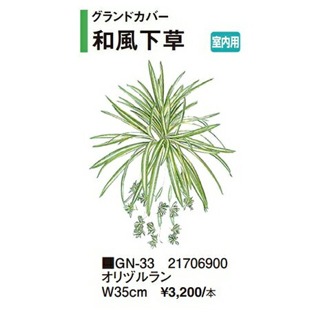 オリヅルラン オリヅルラン [GN-33] W35cm 代引き不可 タカショー Takasho 法人様限定商品