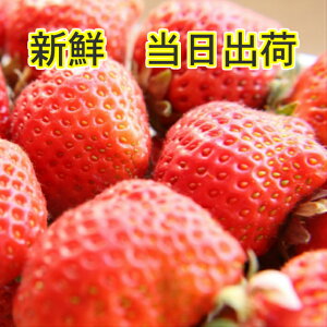【朝採れいちご】新鮮で美味しいいちごを食べたい！お取り寄せできる朝摘み苺は？