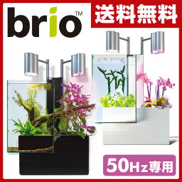 ファンタジーワールド 【50Hz専用】 ブリオ35 家庭用 アクアポニックス 水槽※植物、生体、砂利は付属しません 水槽 アクアポニクス インテリア水槽 おしゃれ 熱帯魚 観葉植物 金魚 植物 アクアリウム【送料無料】