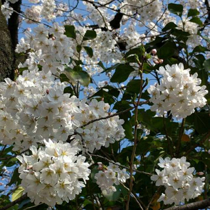 桜 ソメイヨシノ 押し花 キーホルダー 金粉を散らした丸型 選べるキータイプ 桜 さくら サクラ 大人可愛い ギフト 母の日 プレゼント 実用的 おしゃれ かわいい プチギフト 誕生日 バッグチャーム 海外 日本 お土産 レジン 自転車 鍵 桜のキーホルダー