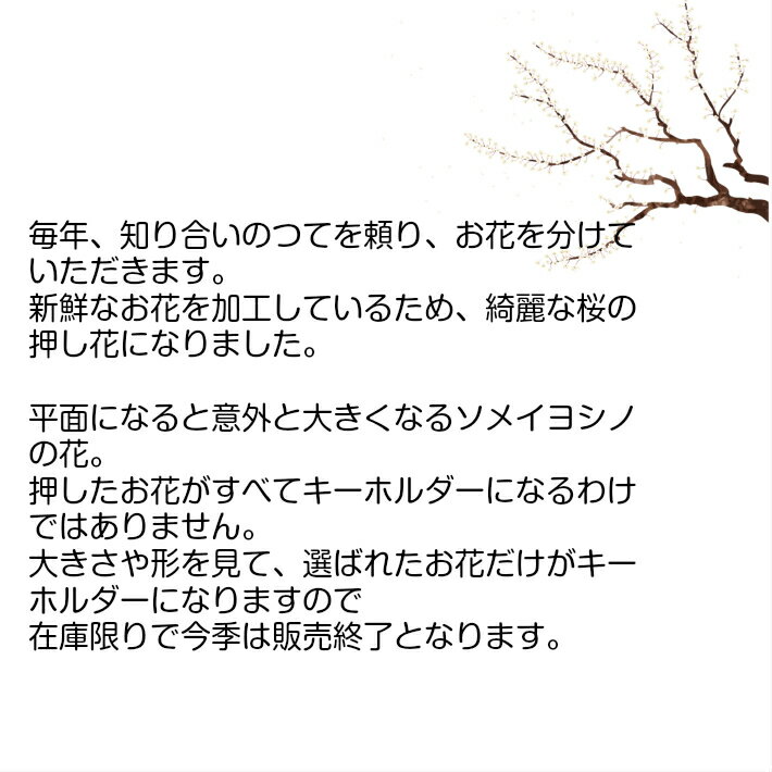 桜 ソメイヨシノ 押し花 キーホルダー 金粉を散らした丸型 選べるキータイプ 桜 さくら サクラ 大人可愛い ギフト 母の日 プレゼント 実用的 おしゃれ かわいい プチギフト 誕生日 バッグチャーム 海外 日本 お土産 レジン 自転車 鍵 桜のキーホルダー