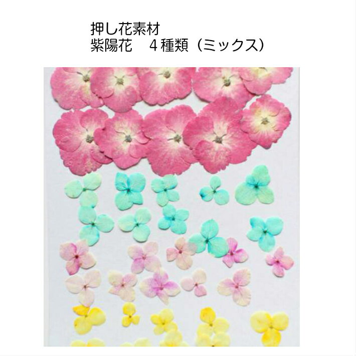 押し花 素材　紫陽花アナベル（MIX）　レジンアクセサリー スマホケース 押し花額 固まるハーバリウム キャンドル ウエルカムボード 結婚証明書 クリアフレーム 染め パステルカラー ボタニカル ドライフラワー 自然 アジサイ あじさい