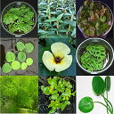 浮き草セット おまかせ3種 無農薬(各2株)