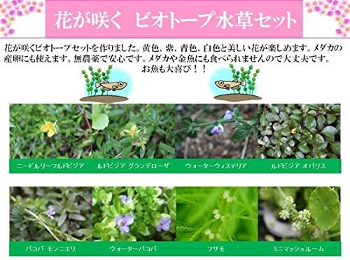 （水草）花が咲く ビオトープ 水草セット 【無農薬 メダカ アクアリウム 金魚 熱帯魚】