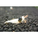 ブラックビーシュリンプモスラASグレード10匹+無農薬水草(1000円分相当)と繁殖液(15cc:約2-3カ月分付き 1200円相当)セット