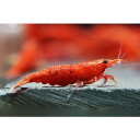 レッドファイヤーシュリンプ(極火蝦)10匹セット+無農薬水草(1000円分相当)+繁殖液(15cc:約2〜3カ月分付き 1200円相当)セット