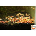 レッドビーシュリンプのバンド メスだけ10匹セット+無農薬水草(1000円分相当)+繁殖液(15cc:約2-3カ月分付き 1200円相当)セット