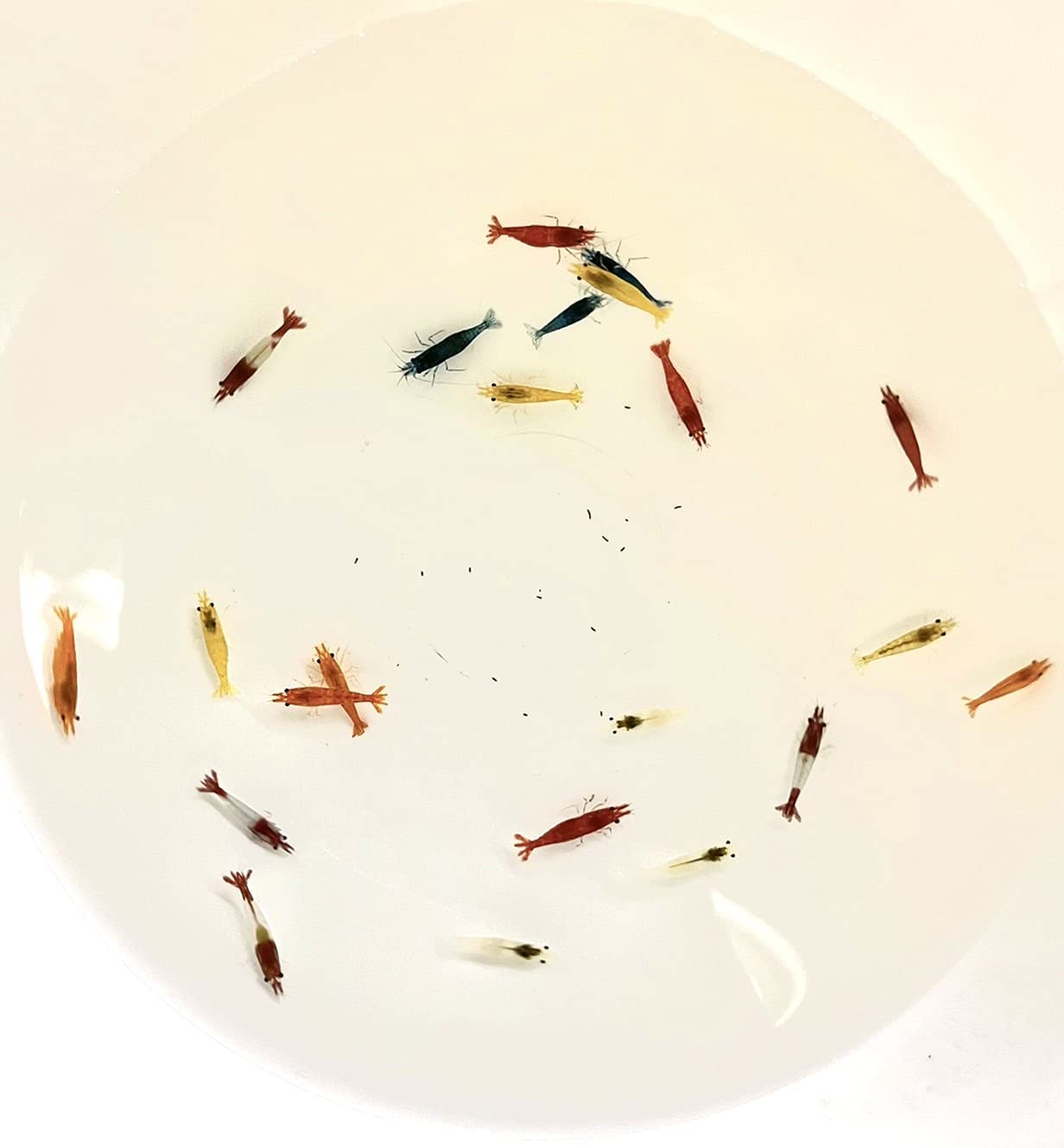 チェリー系カラーシュリンプ6種アソート 20匹+補償分2匹 合計22匹のサムネイル