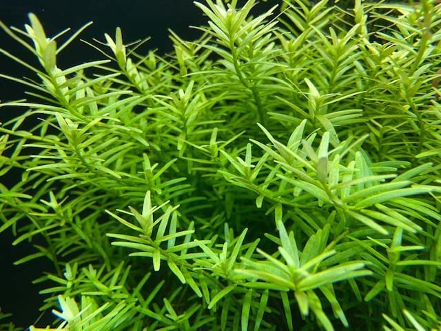 &nbsp;&nbsp;店長のおすすめポイント☆★ ポピュラーな熱帯魚用の有茎水草です。ライトグリーン系の水草です。ロタラの中では最も育てやすい部類に属します。綺麗に這った姿にするには二酸化炭素の添加が有効です。とても丈夫な水草で幅広い環境に耐える丈大な性質をもちます。成長が速く、水質がまだ安定していないセット直後の水槽に植えることで余分な水中の養分などを吸収して水質を安定化させる効果もあります。根張りもよくグッピー水槽などにもお勧めです。稚魚の隠れ家にもなります。レイアウトは中景から後景に用いましょう。斜めに伸びる習性があります。根はありませんが土の中に植えるとすぐに発根しますのでご安心ください。 &nbsp;&nbsp;ここに注意して育てましょう☆★ 肥料がなくなると矮小化する傾向があるようです。低濃度で肥料を与えましょう。 グリーン ロタラ（15本）国産無農薬 ◆緑のライトグリーンが美しい◆ 育成難易度 簡単 販売単位 15本(長さ5−10cm程度） 原産 アジア 形態 有茎種 推奨水槽 30cm〜 光量（60cm水槽） 2〜3灯（40〜60W） 二酸化炭素 （CO2）量 （60cm水槽） 3秒1滴（なくても可） 水質 弱酸性〜弱アルカリ性、軟水〜中硬水 pH(水素イオン指数） 5〜7 GH（全硬度） 0〜6 KH（炭酸硬度） 0〜6 温度 10〜28度 底砂 ソイル、砂、大磯 植栽位置 中景・後景 成長速度 速い 増殖方法 差し戻し 肥料 液体肥料 トリミング方法 ・長くなった部分を切り差し戻す 注意 ・ポスト投函便での発送　2日以内に届きます（北海道、沖縄、離島、延着の場合を除きます） ・商品画像はイメージになります。 ・水草の状態によりサイズは写真と異なることがございます。 ・ポットの画像でもポットから外した状態で送らせていただくことがございます。 ・育成環境は一例です。この環境下で必ずしも綺麗に育つことを確約するものではございません。◆ライトグリーン系の水草です。ロタラの中では最も育てやすい部類に属します。 綺麗に這った姿にするには二酸化炭素の添加が有効です。とても丈夫な水草で幅広い環境に耐える丈大な性質をもちます。