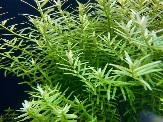 （水草）グリーンロタラ（15本）（水中葉）＋よく育つ栄養素付　育成説明書付き　◆...