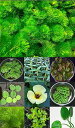 (水草)茎の太い葉数が多い カモンバ (5本 おもり付) とおまかせ浮草 3株 金魚藻 無害虫メダカにも